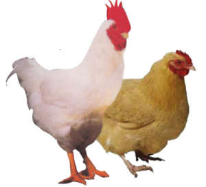 broiler production
