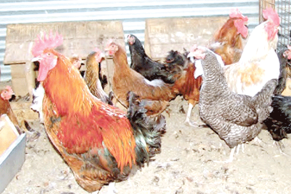 Experts raise concern over toxic poultry