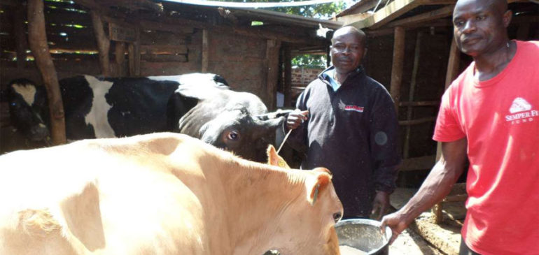 Animal feed firms wary of NCPB toxic maize stocks